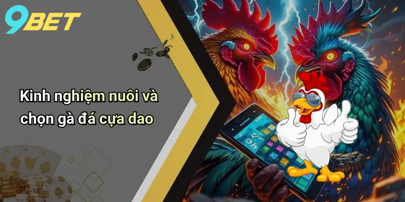 Kinh nghiệm nuôi và chọn gà đá cựa dao